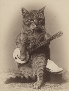 Banjo-Cat